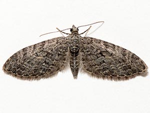 Eupithecia segregata