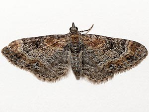 Eupithecia johnstoni