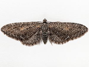 Eupithecia gilvipennata