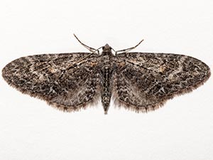 Eupithecia gilvipennata