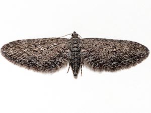 Eupithecia scabrogata