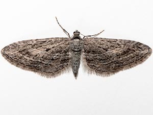 Eupithecia hohokamae