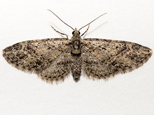 Eupithecia graefii