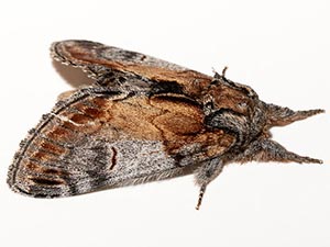 Notodonta pacifica