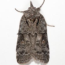 Nycteola cinereana