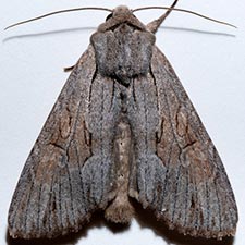 Apamea acera