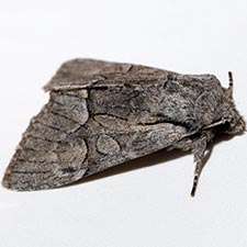 Eremobina unicincta