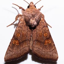 Amphipoea pacifica