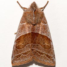 Eupsilia fringata