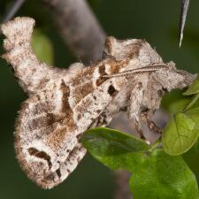 Inguromorpha arcifera