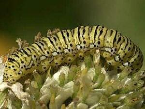 Basilodes chrysopis