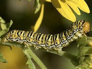 Basilodes chrysopis