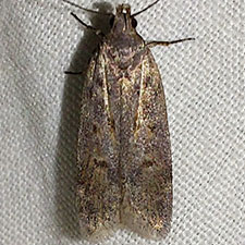 Filatima abactella