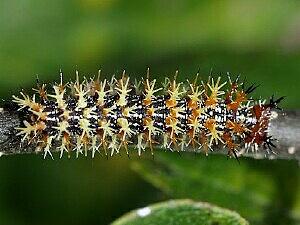 Polygonia interrogationis