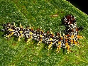 Polygonia interrogationis