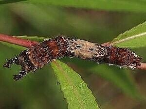 Limenitis archippus