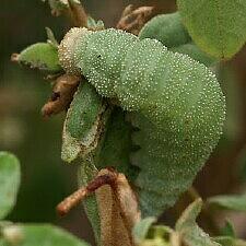 Anaea andria