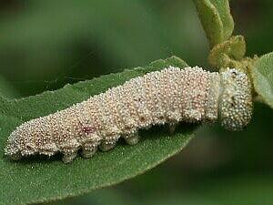 Anaea andria