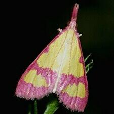 Choristostigma roseopennalis