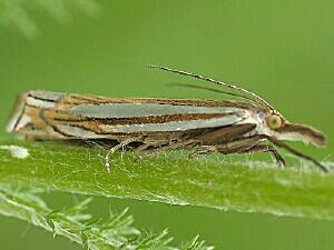 Crambus laqueatellus