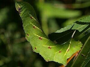 Smerinthus jamaicensis