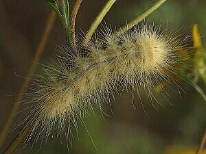 Spilosoma virginica