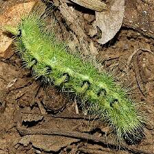 Acronicta rubricoma