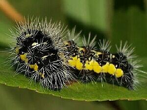 Acronicta oblinita