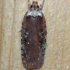 Agonopterix walsinghamella