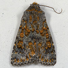 Sympistis poliafascies