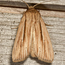 Leucania multilinea