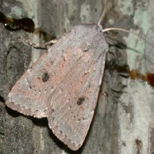 Agrotis vetusta