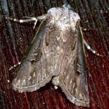 Agrotis venerabilis