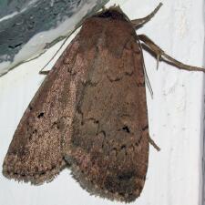 Graphiphora augur