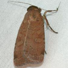 Protolampra brunneicollis