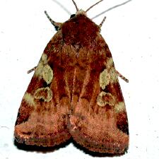 Cryptocala acadiensis