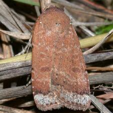 Abagrotis benjamini