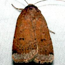 Abagrotis benjamini