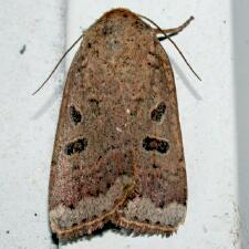 Abagrotis alternata