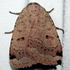 Abagrotis alternata