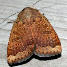 Abagrotis alternata