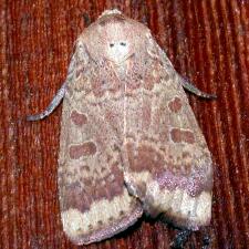 Abagrotis alternata