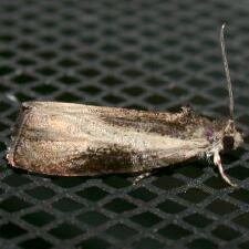 Olethreutes mysteriana