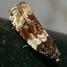 Olethreutes fasciatana