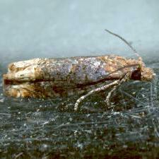 Eucosma ochroterminana