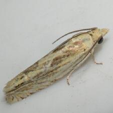 Eucosma olivaceana