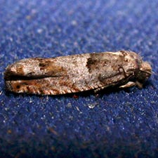 Epinotia rectiplicana