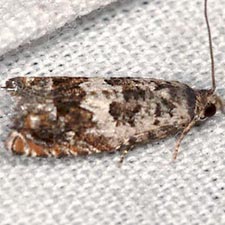 Epinotia nigralbanoidana