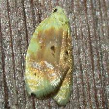 Acleris semipurpurana