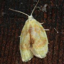 Acleris semipurpurana